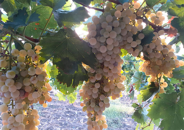 Uva grillo
