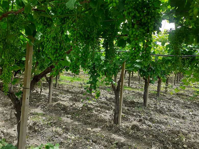 Campisidrasi vigneto