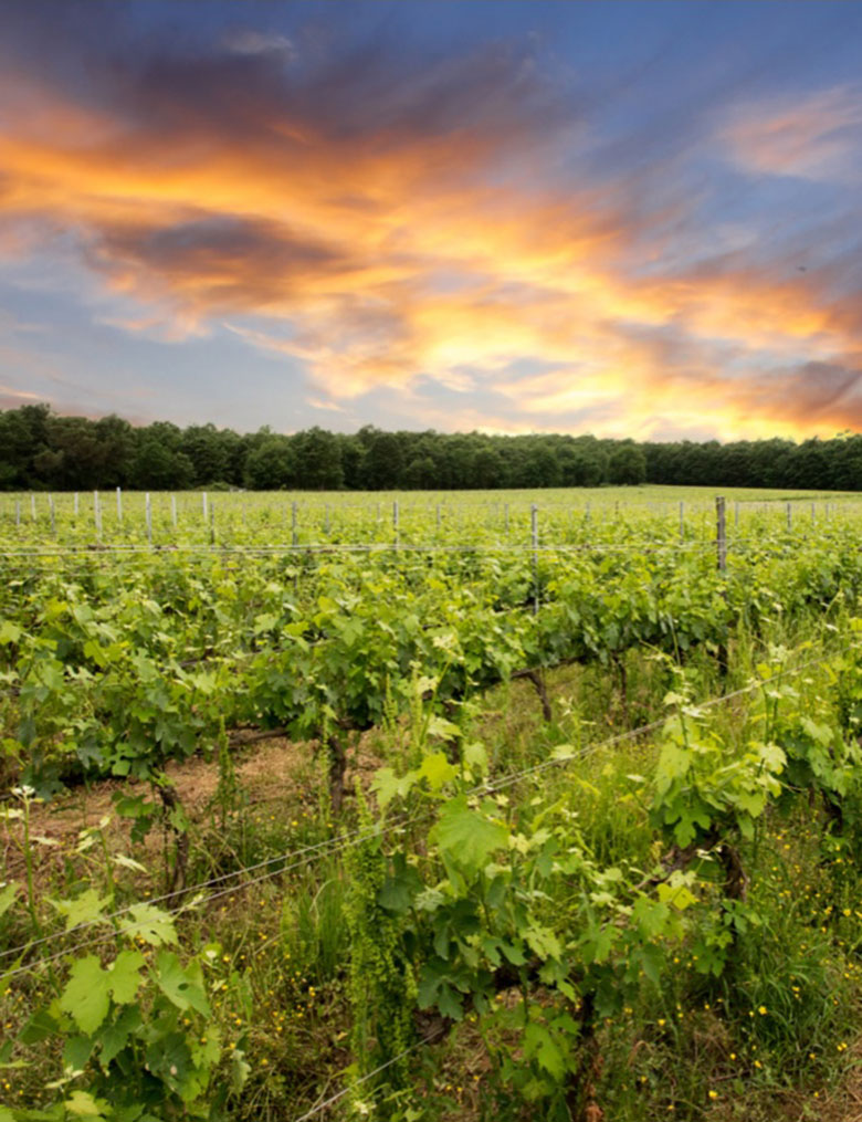 Podere Casanova vigneto