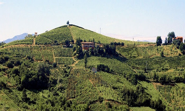 La Vigna Pregana, sul punto più alto, con l’ippocastano al centro