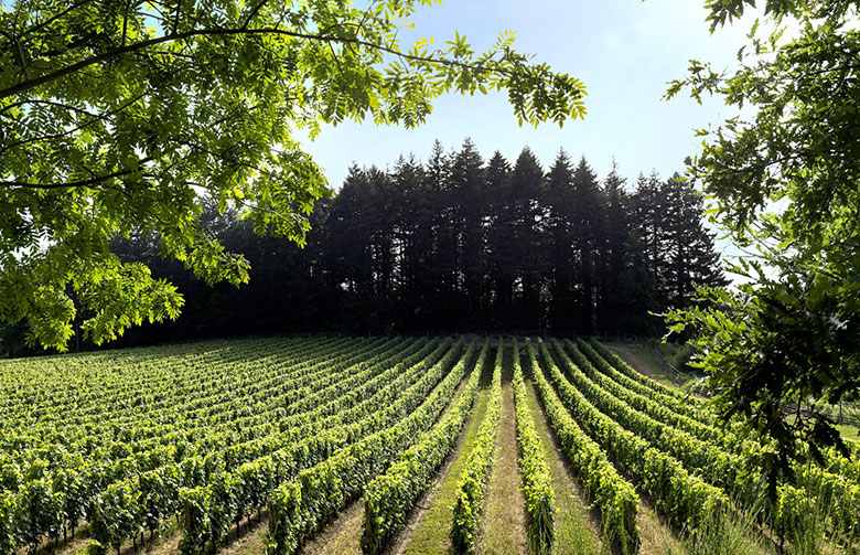 Vigneto Benefizio Castello Pomino