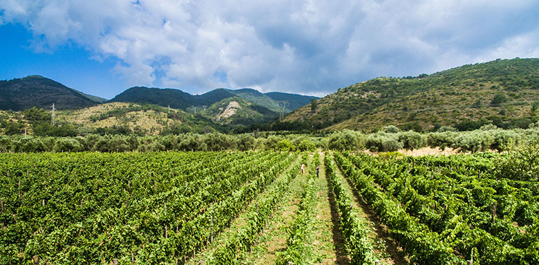 Vista sui vigneti