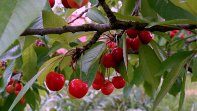 Ciliegia di Lari IGP