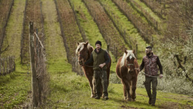 Azienda vinicola Gli Archi
