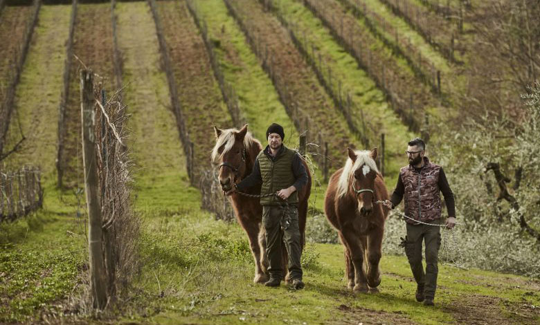 Azienda vinicola Gli Archi