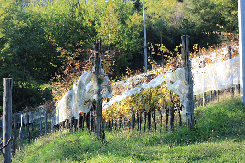Vigneti azienda Pinat