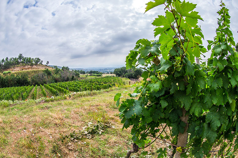 Vigneto azienda Papa