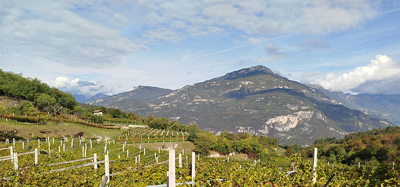 Vigneti Albino Armani