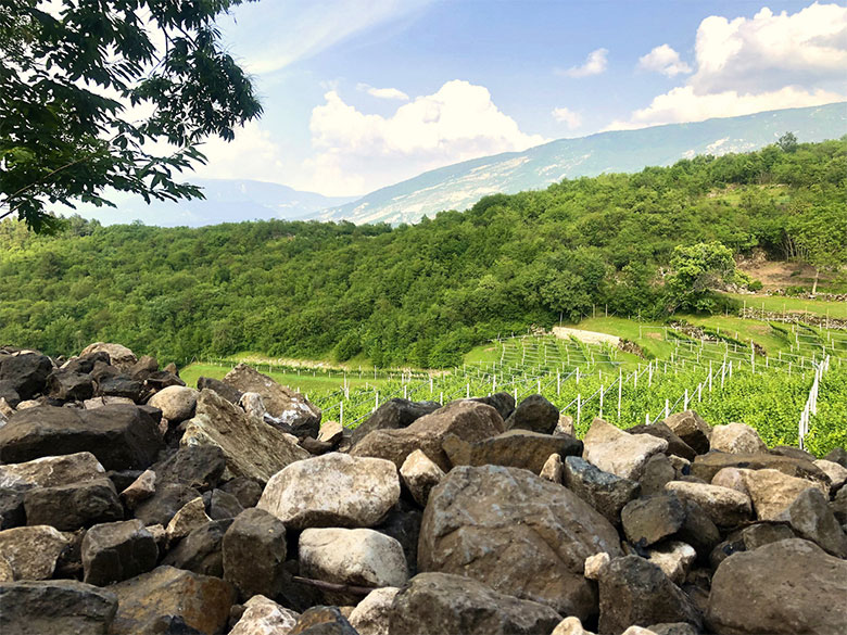 Vigneti Albino Armani