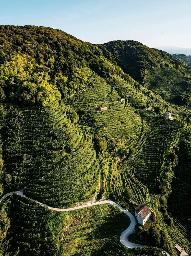 Panoramica sui vigneti