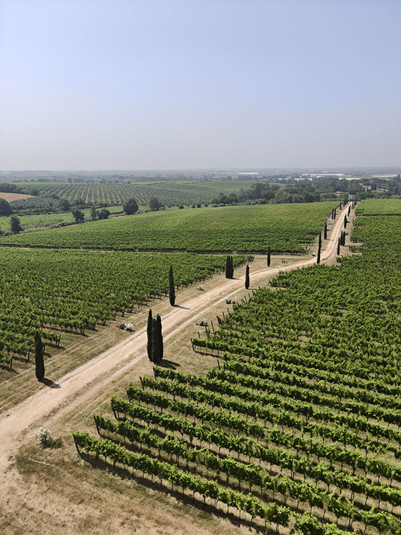 Vigneti Tenimenti Leone