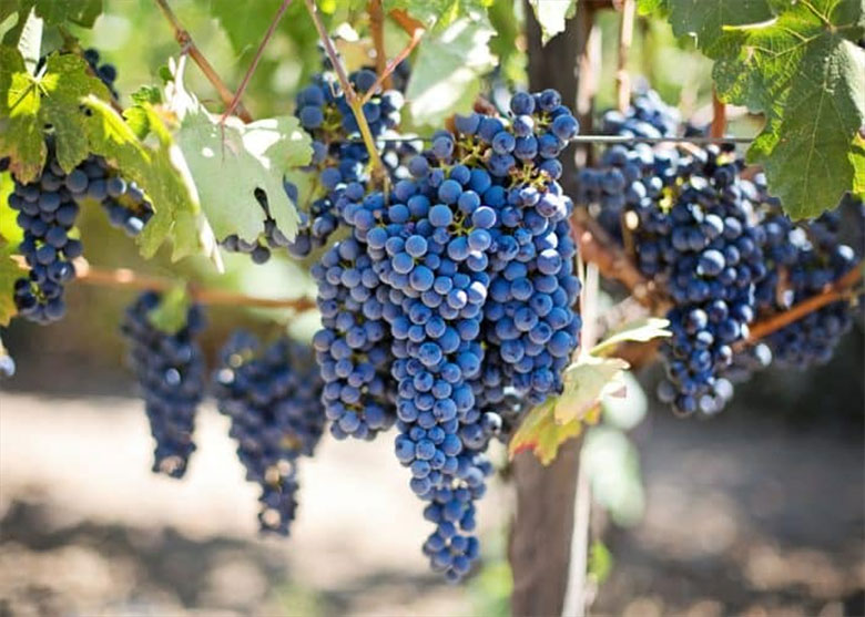 Cantina Manconi uve rosse