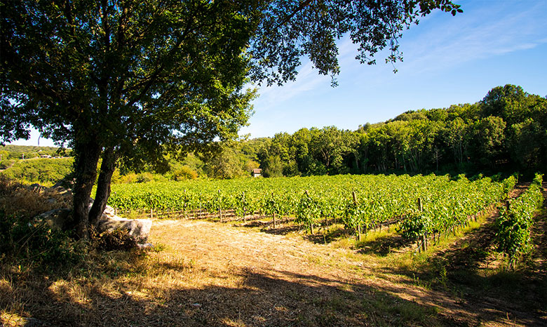Cantina Manconi vigna