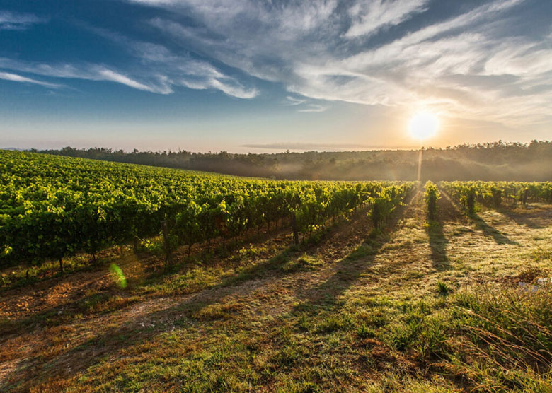 Cantina Manconi vigna