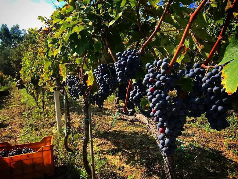 Francesco D'Agostino Gaglioppo