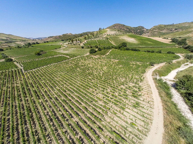 Francesco D'Agostino vigneti