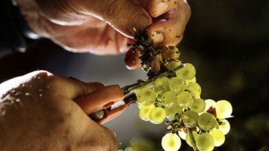 Louis Jadot taglio del grappolo