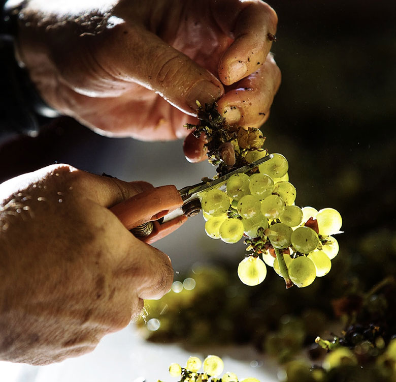 Louis Jadot taglio del grappolo