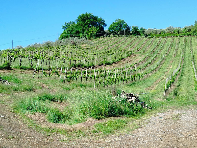 San Gimignano, vigneti