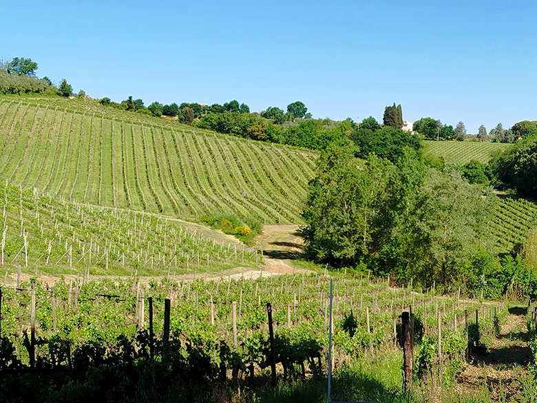 San Gimignano, vigneti