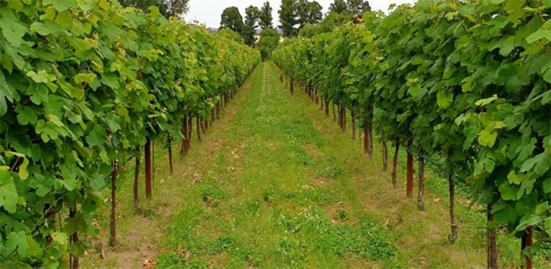 Corte Carezzabella vigneti