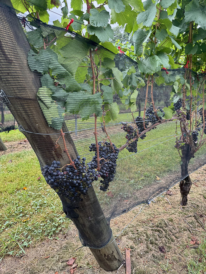 Marked Tree Vineyard grappoli