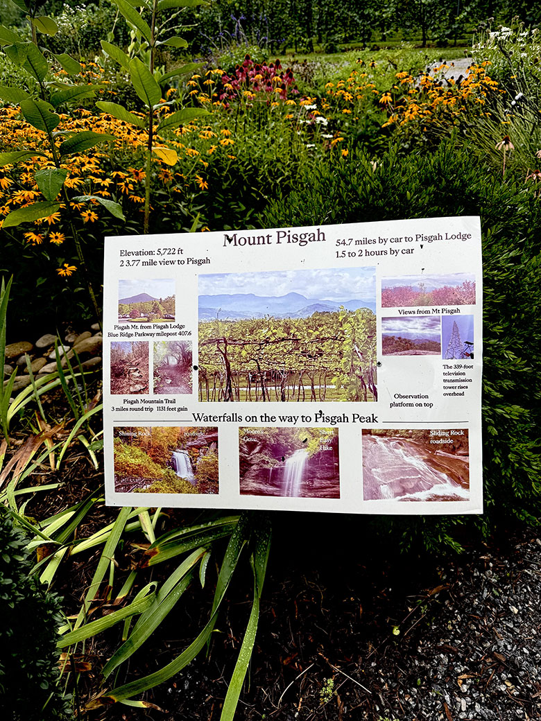 Marked Tree Vineyard