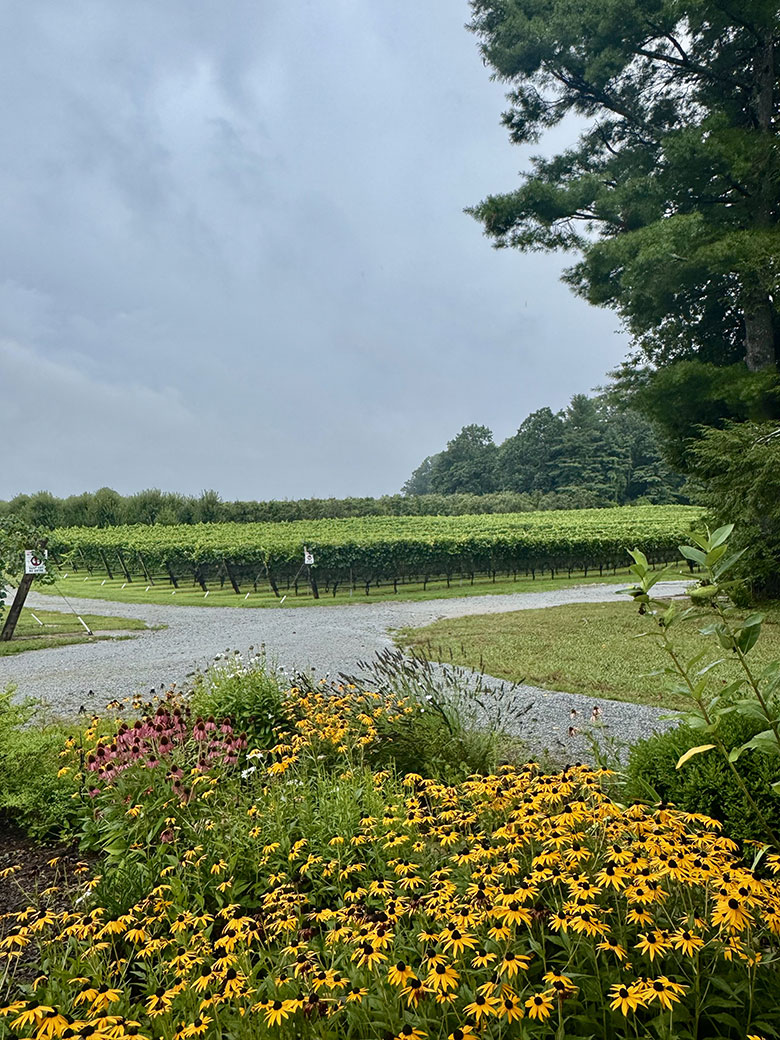 Marked Tree Vineyard