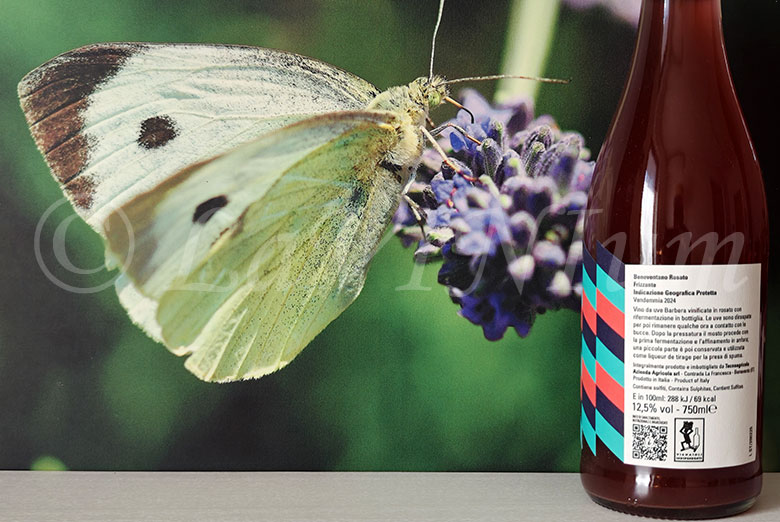 Rosato Frizzante 2024 Monserrato 1973