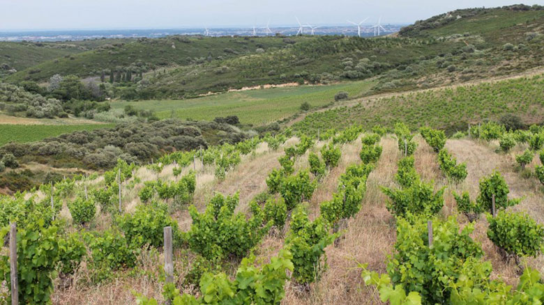 Vigne Domaine Matassa