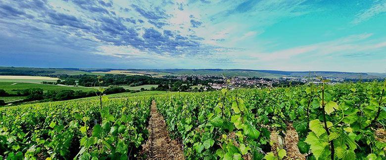 Vigneti Domaine Pinson