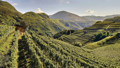 Vigneti Cembra Cantina di Montagna