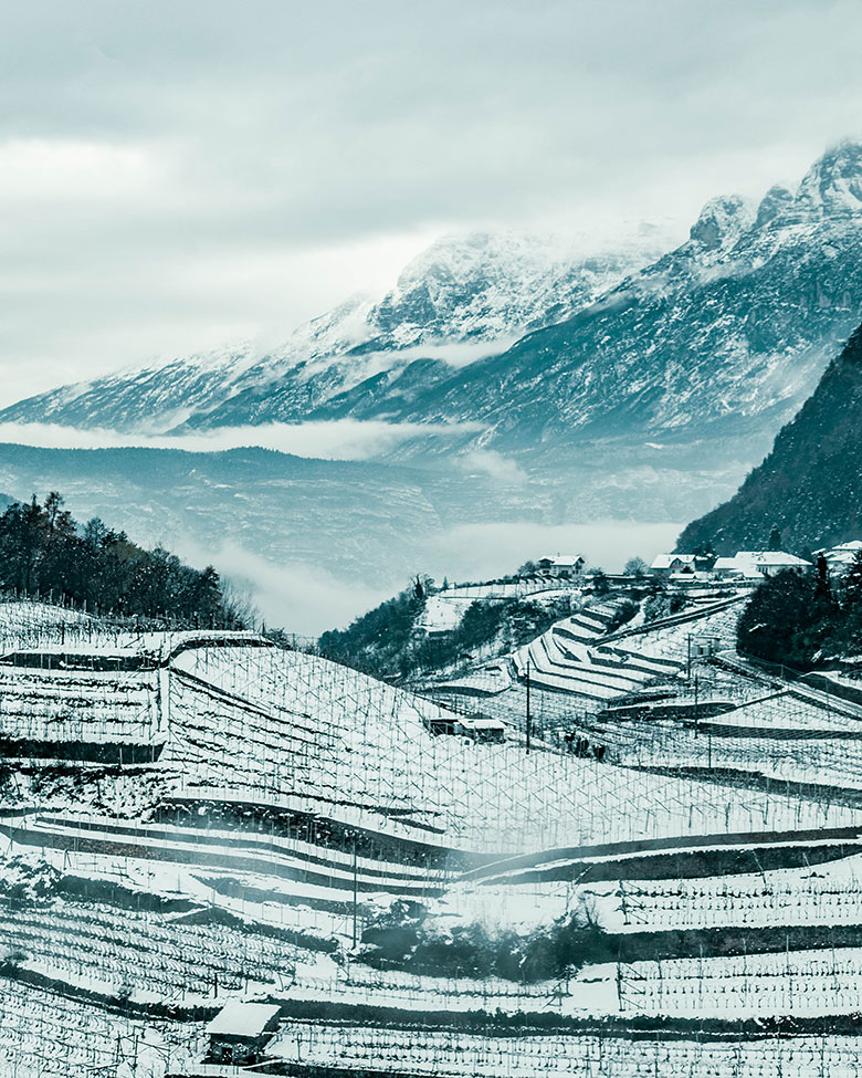 Vigneti Cembra Cantina di Montagna