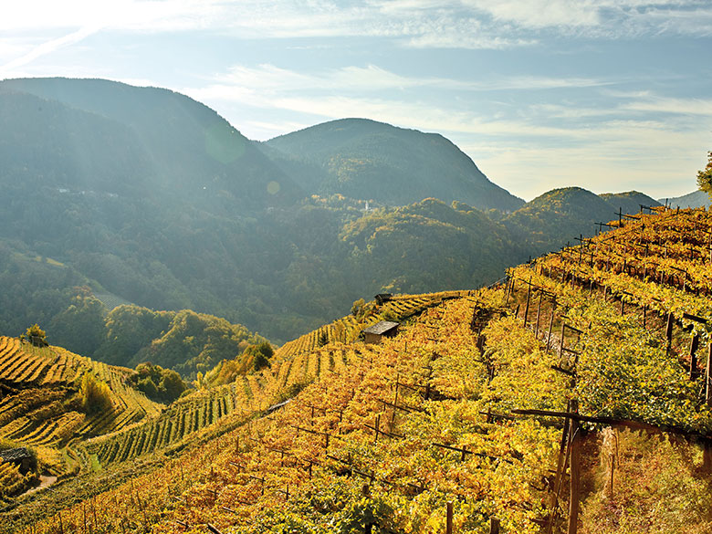 Vigneti Cembra Cantina di Montagna