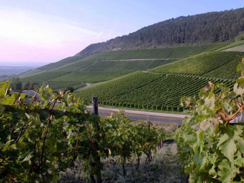 Vigne a Rocchetta Tanaro
