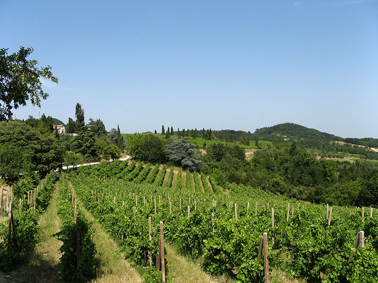 Vigneti di Serprino