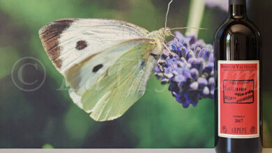 Rosso di Valtellina 2017 ARPEPE