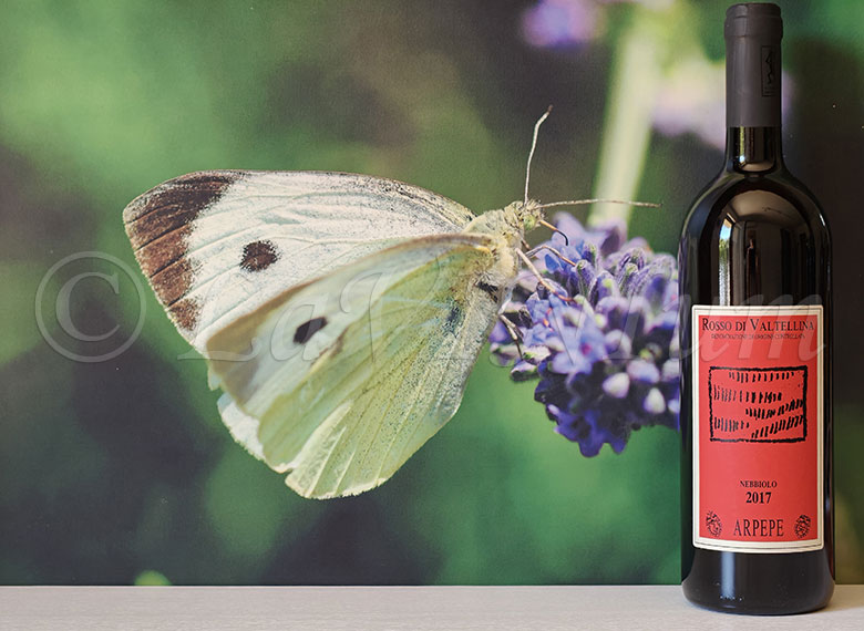 Rosso di Valtellina 2017 ARPEPE