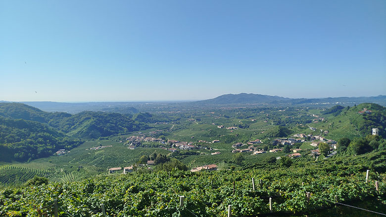 Val d'Oca vigneti