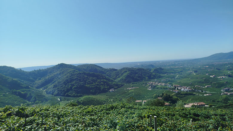 Val d'Oca vigneti