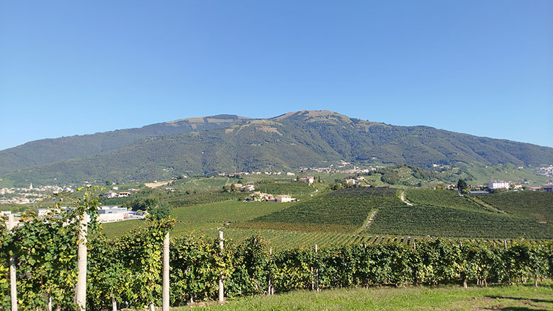 Val d'Oca vigneti