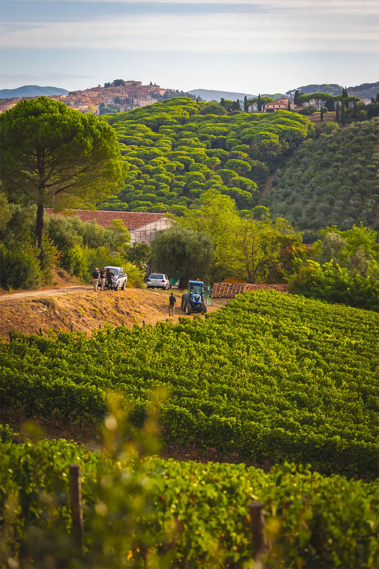 Vigne Tenuta Fratini
