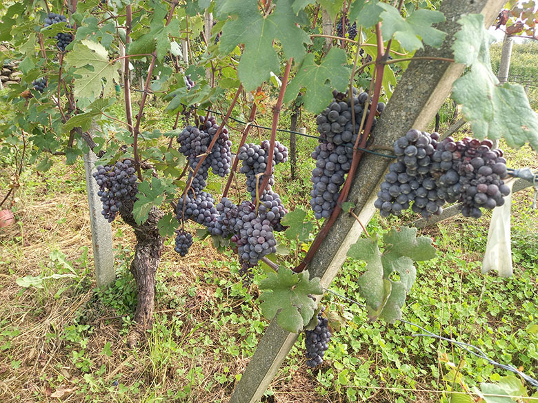 Il Chiavennasca (nebbiolo)