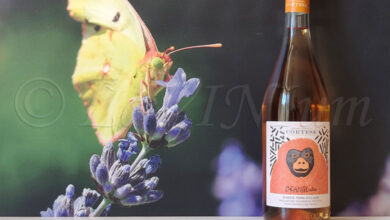 Orange-utan 2024 Cortese