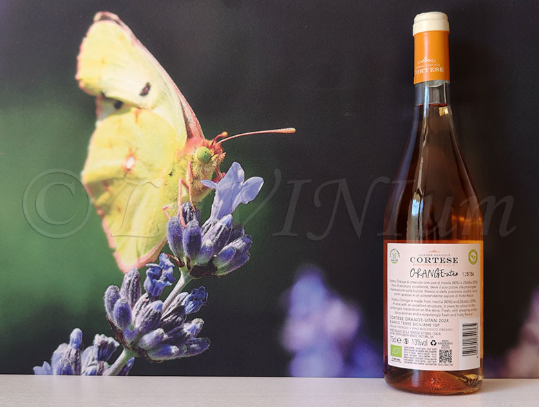 Orange-utan 2024 Cortese