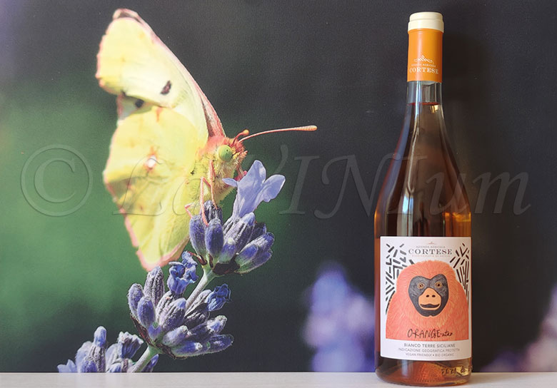 Orange-utan 2024 Cortese