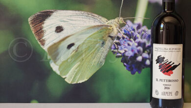 Valtellina Superiore Il Pettirosso 2016 ARPEPE