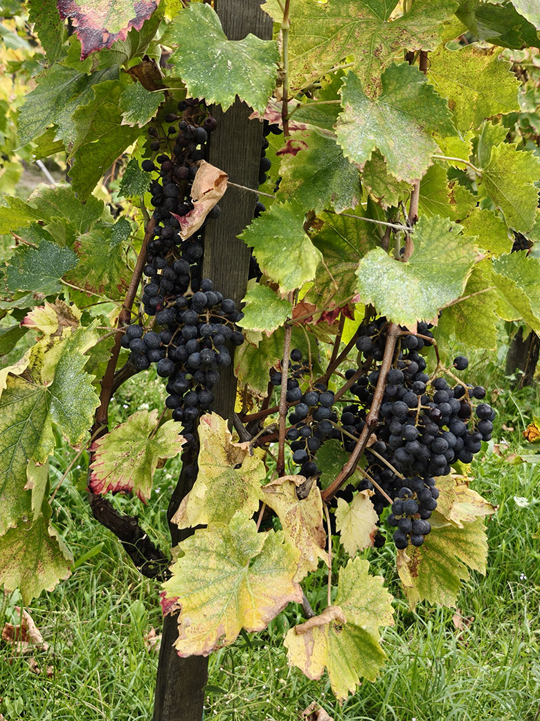 Sangiovese romagnolo