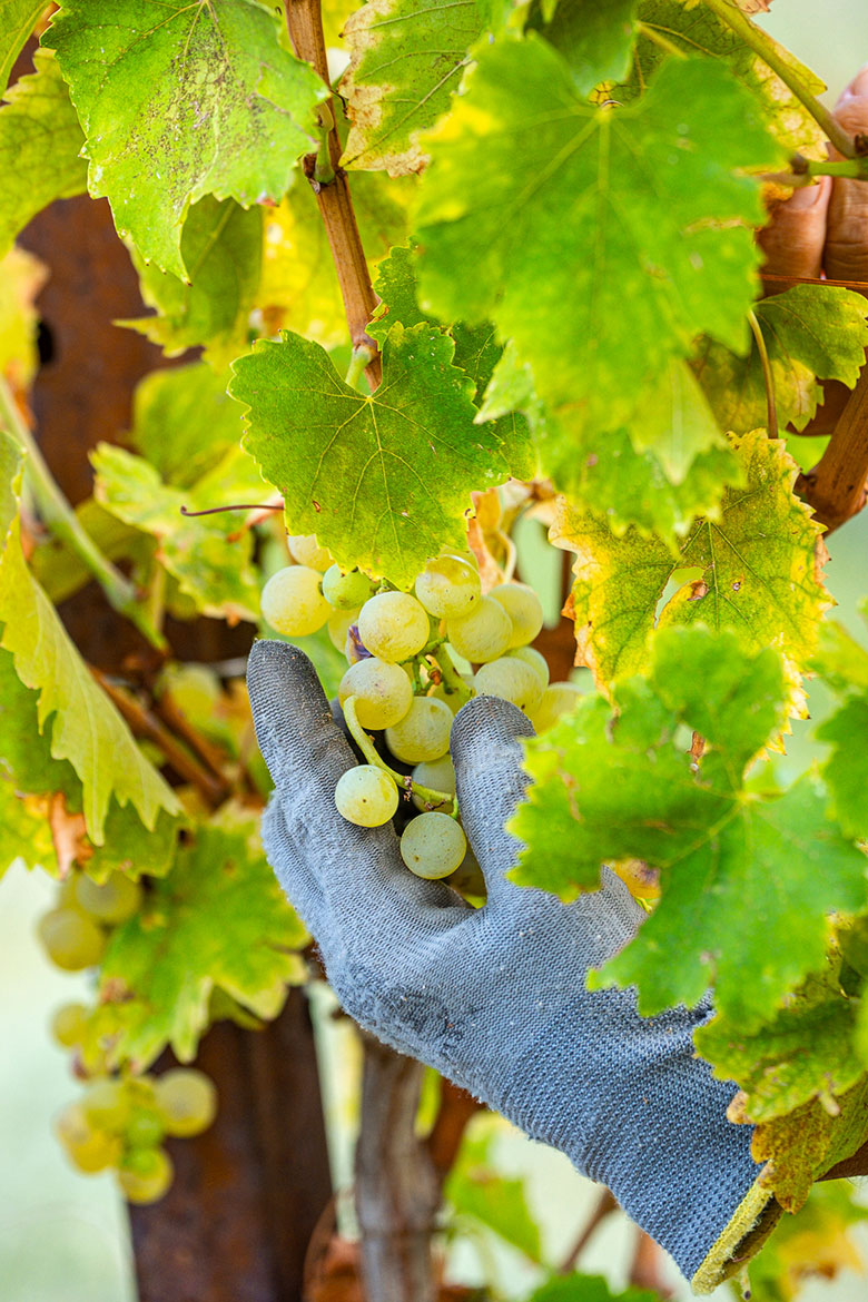 Collio, vendemmia uva Friulano