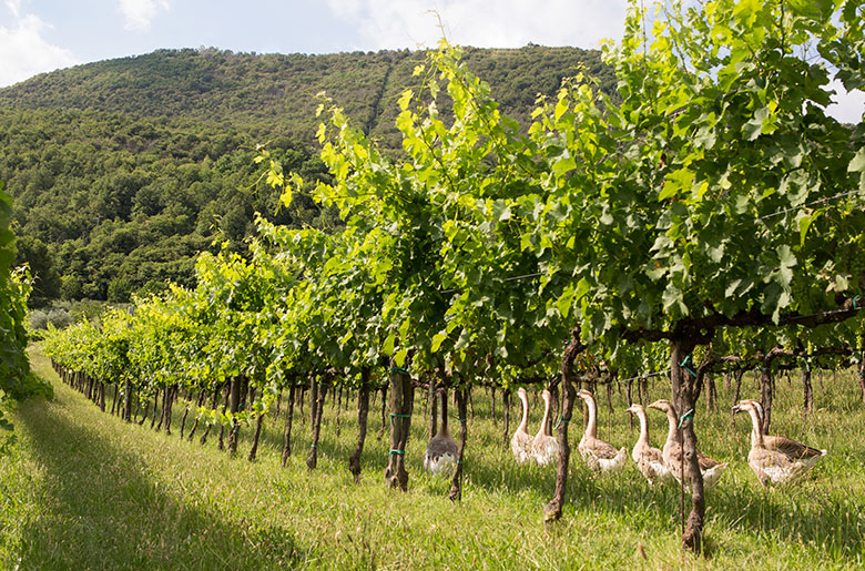 Filari e oche. Foto M. Danesin
